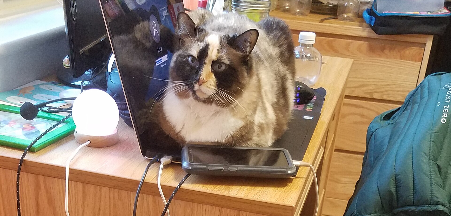 A cat lying across a computer keyboard, entirely unbothered by whoever was trying to type.